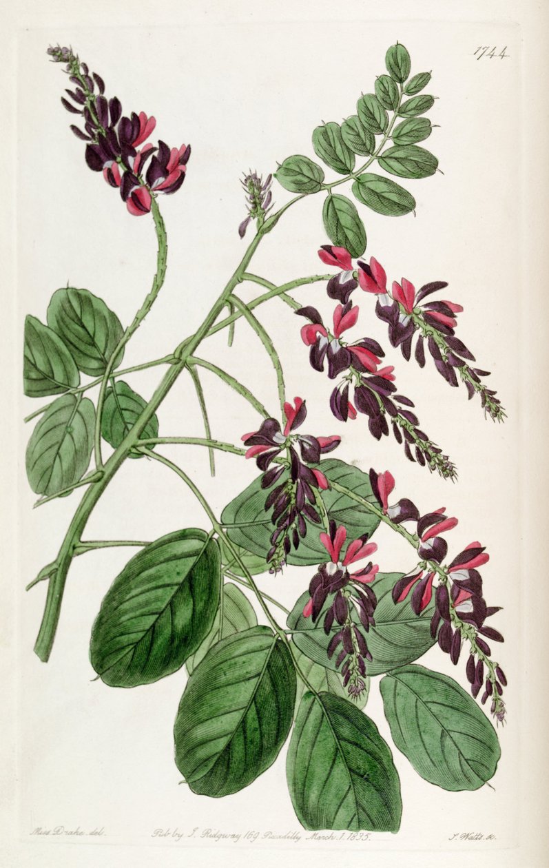 indigofera atropurpurea by Unbekannt