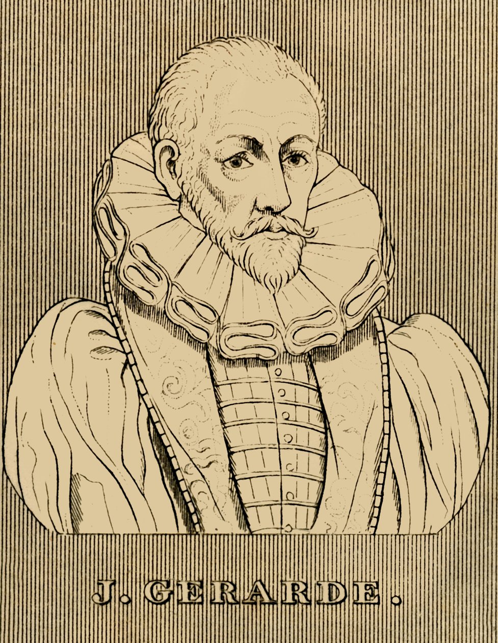 J. Gerarde, c1545-1612, 1830. by Unbekannt