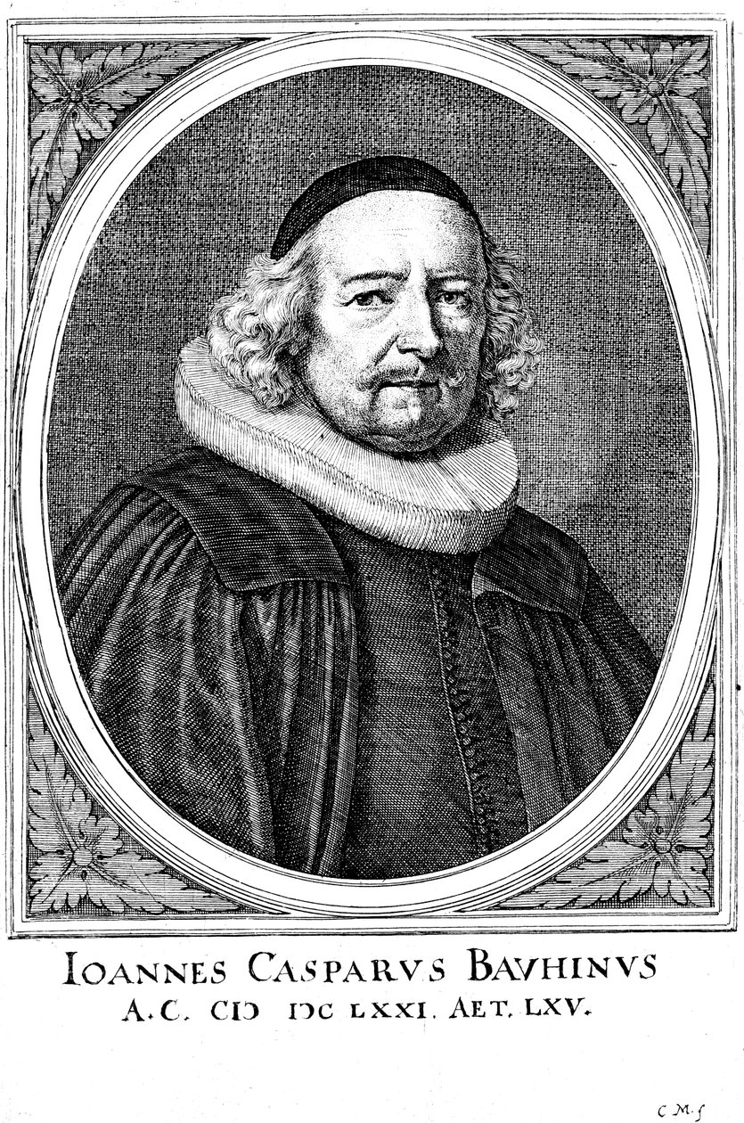 Jean Caspar Bauhin 1606-1659, İsviçreli doktor ve botanikçi by Unbekannt