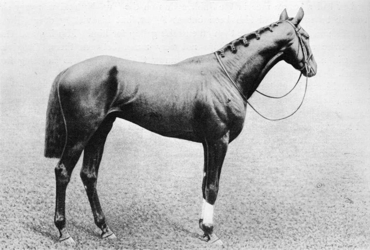 Cidde, 1895-1909, 1911 by Unbekannt