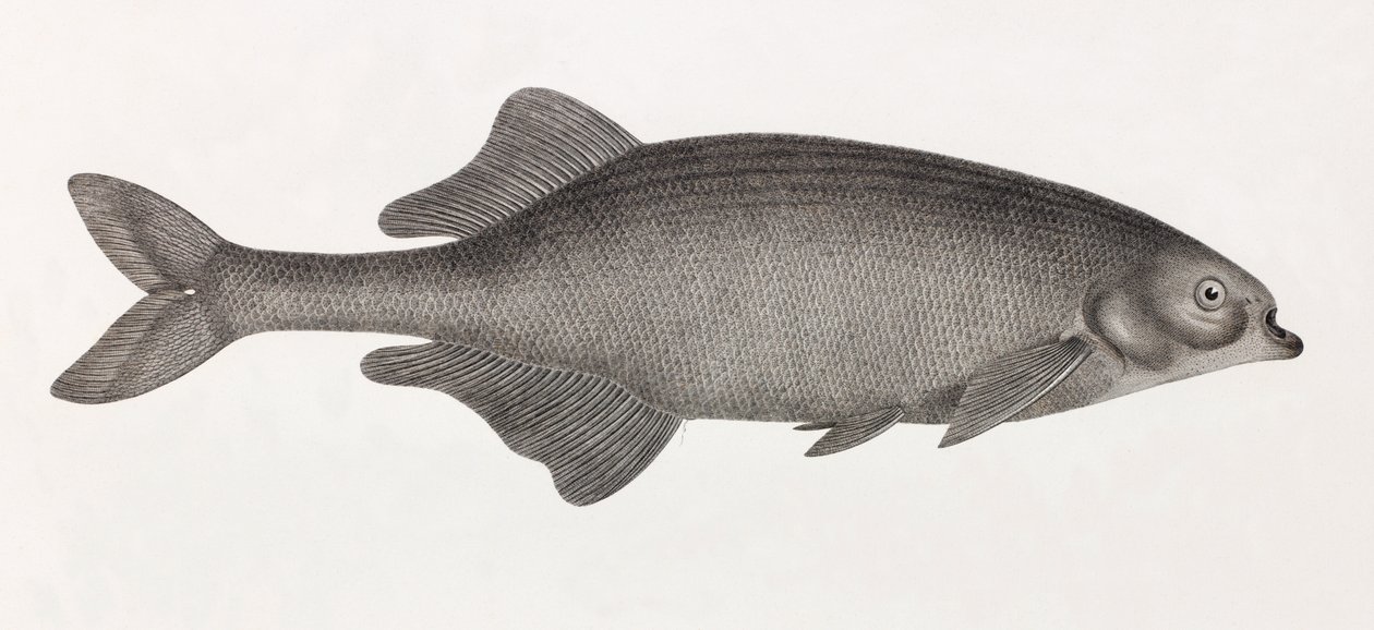 Salheyeh