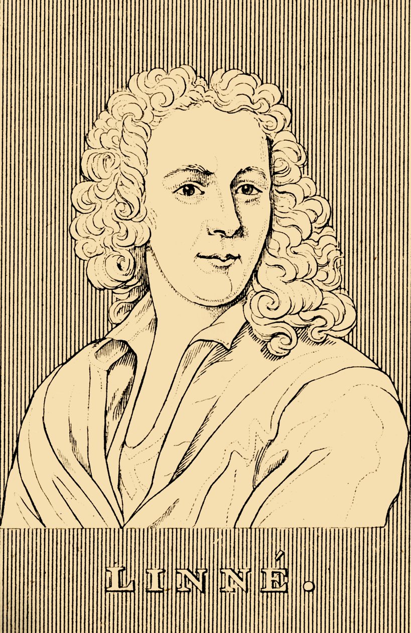 Linne, 1707-1778, 1830. by Unbekannt
