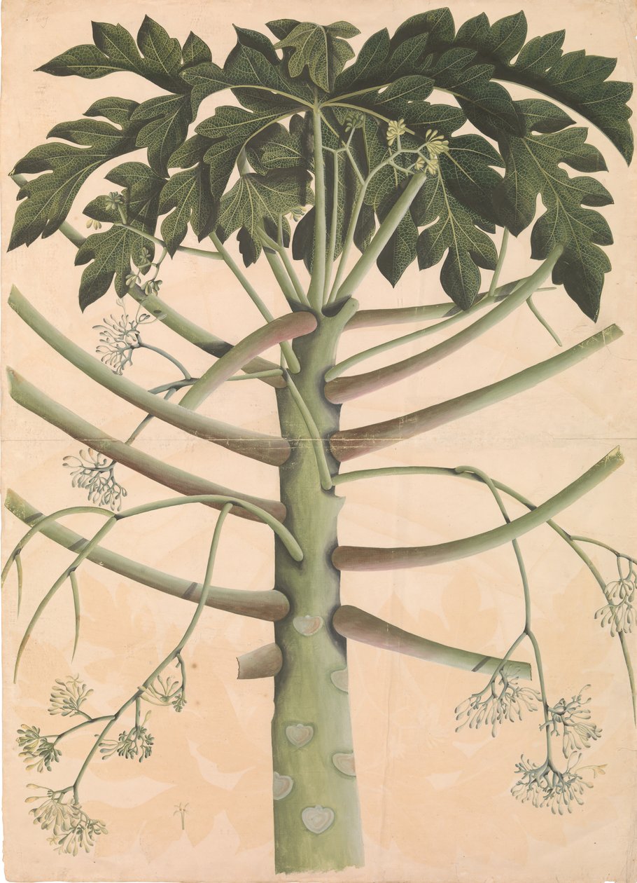 Erkek Papaya Ağacı, ca. 1790-1800. by Unbekannt