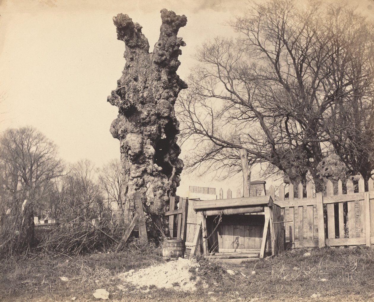 Chatham yakınlarındaki Yaşlı Ağaç, 1850