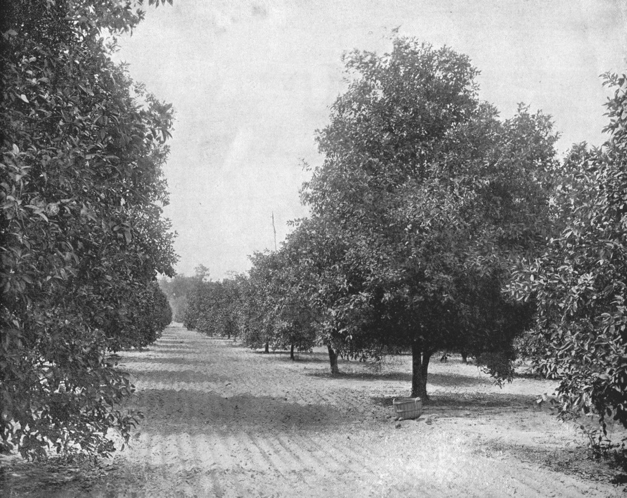 Orange Grove, Sevilla, Florida, ABD, c1900. by Unbekannt
