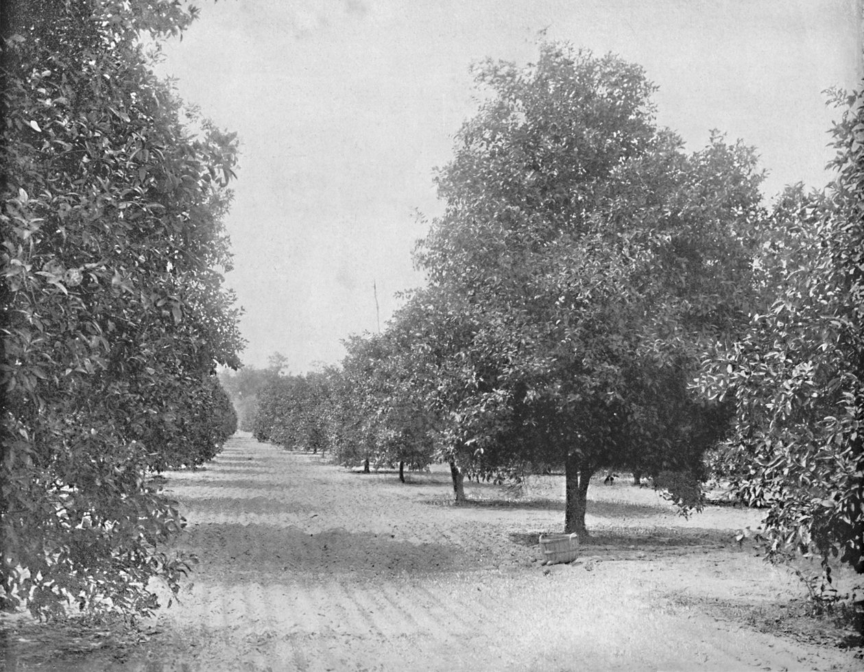 Orange Grove, Sevilla, Florida, c1897. by Unbekannt