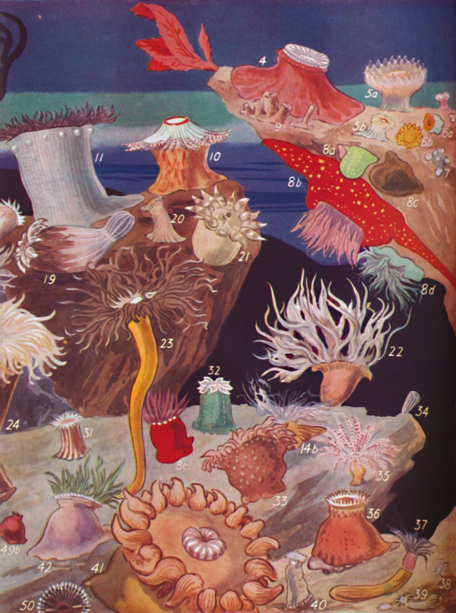 Elliden Fazla Deniz Anemon Çeşitleri, 1935 by Unbekannt