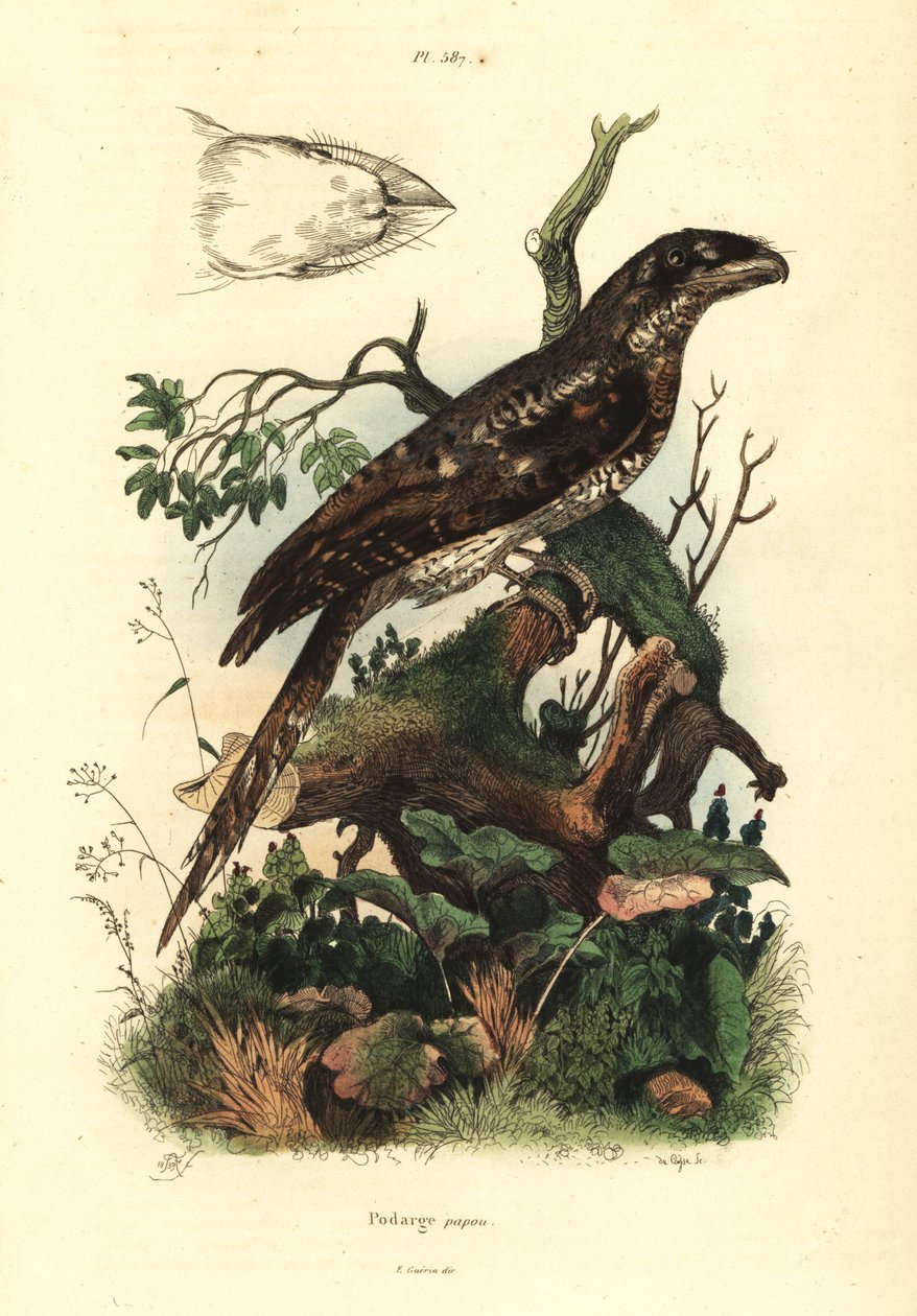Papua kurbağaağız, Podargus papuensis Podarge papou by Unbekannt