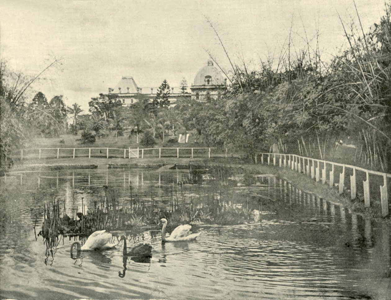 Papirüs Göleti, Brisbane Botanik Bahçeleri, 1901. by Unbekannt