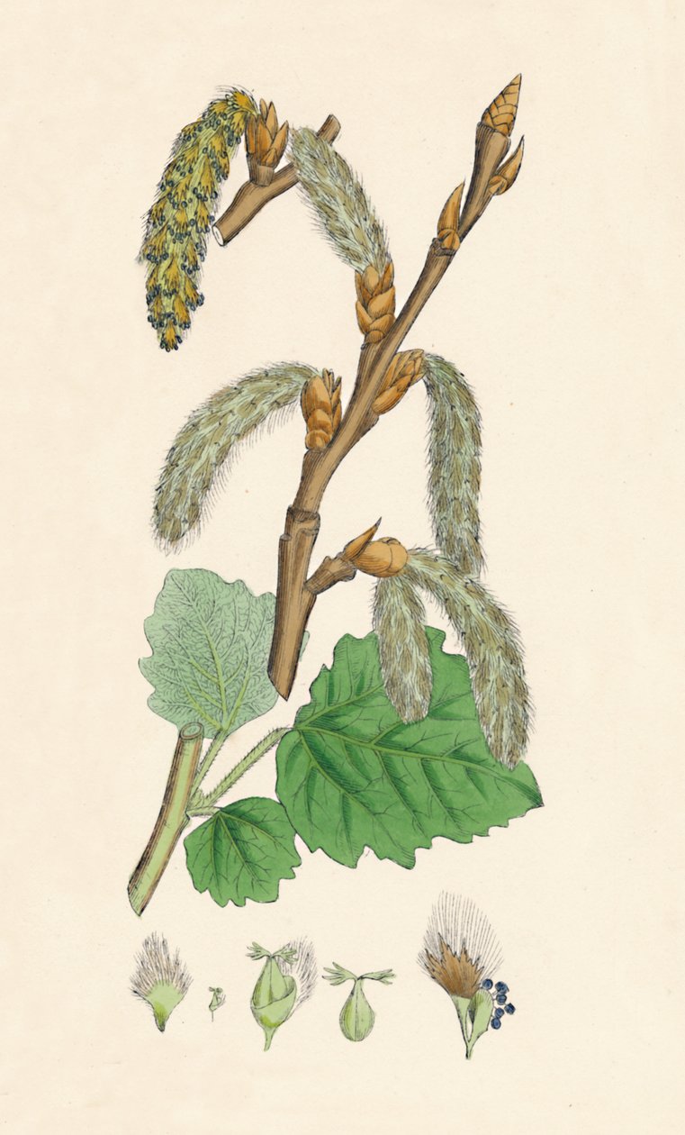 Populus canescens. Gri Kavak, 19. Yüzyıl by Unbekannt