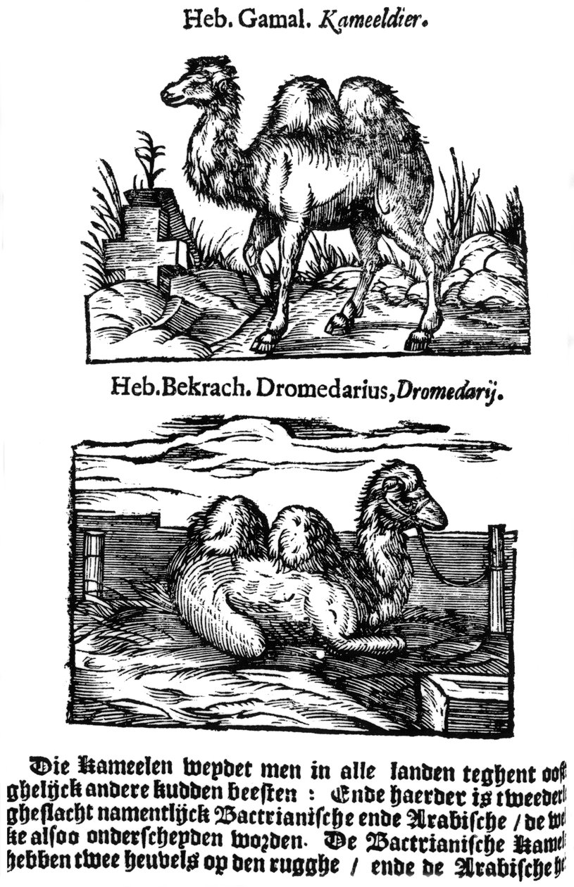 Türlerin ön binom sınıflandırması, 1644 by Unbekannt