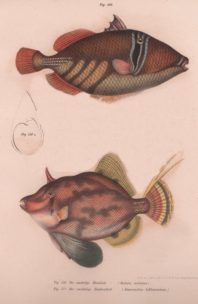 Dikenli Hornfish Batistes aculeatus, Monacanthus bifilamentosus, c.1850