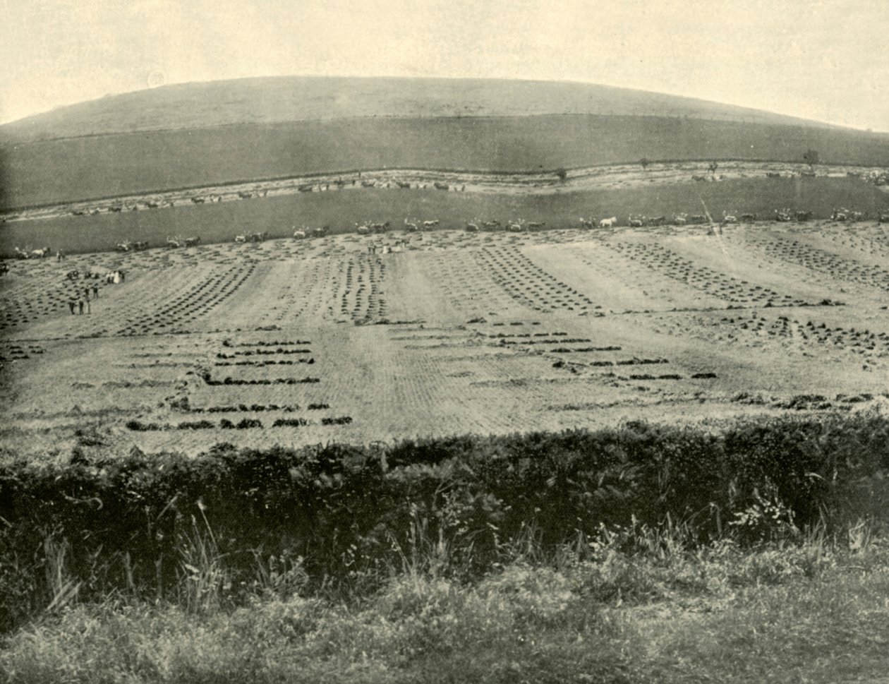 Orakçı ve Bağlayıcı Yarışması, Blowhard Dağı, Ballarat yakınında, 1901. by Unbekannt