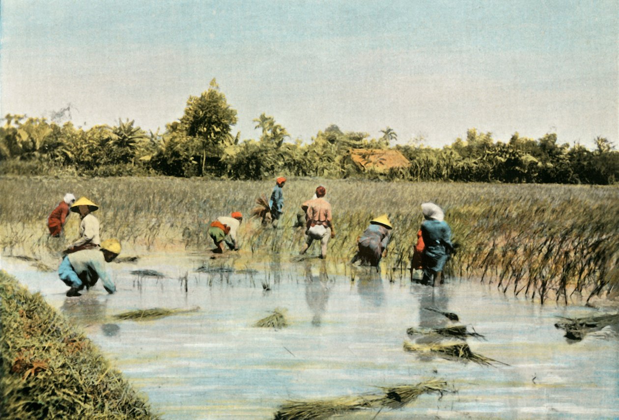 Pirinç Hasadı, 1900. by Unbekannt