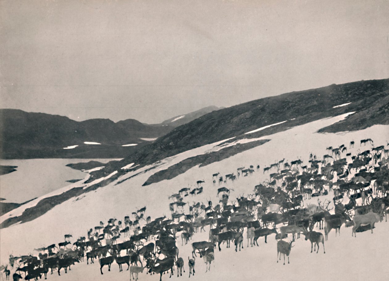 Dağlarda Ren Geyiği, 1914. by Unbekannt