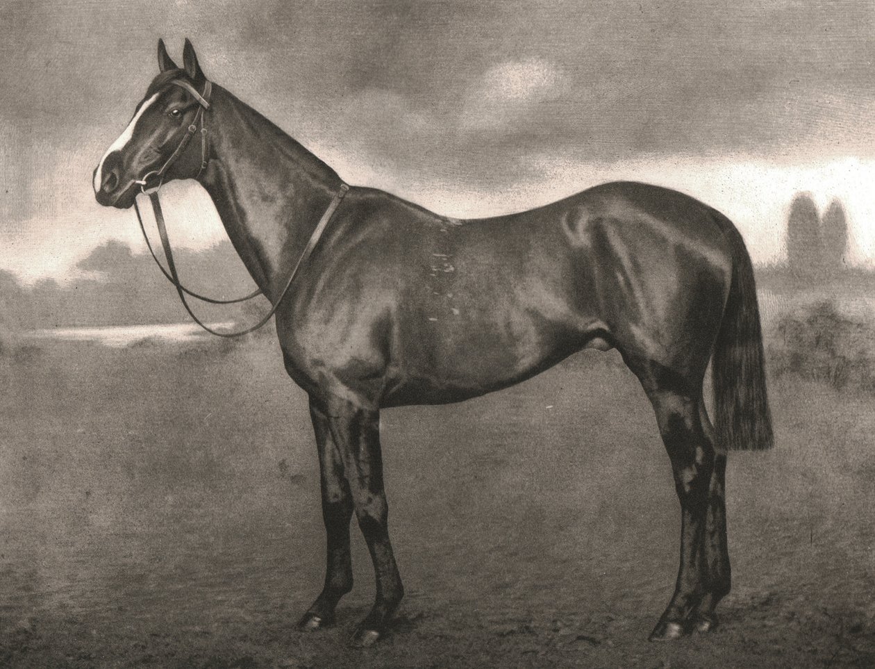 Ross, 1911. by Unbekannt