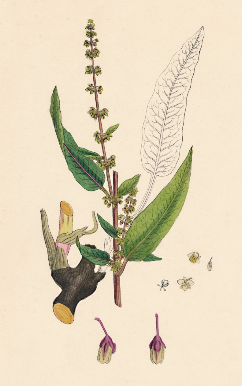 Rumex sanguineus. Kanlı Damarlı Rıhtım, 19. Yüzyıl by Unbekannt