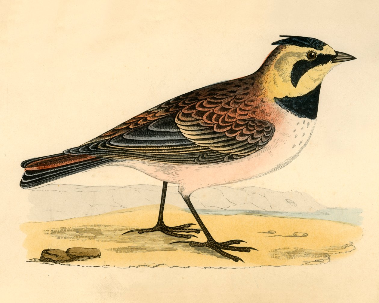 Shore Lark, 19. yüzyılın sonlarında. by Unbekannt