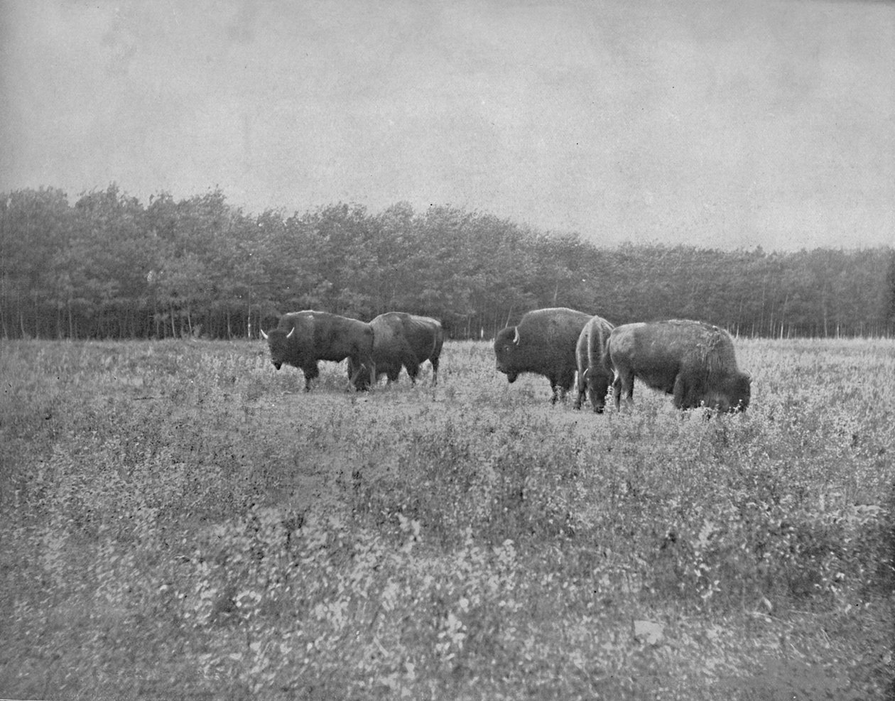 Silver Heights, Winnipeg, c1897. by Unbekannt