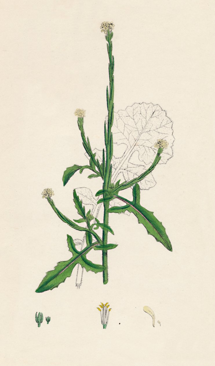 Sisymbrium officinale. Ortak Çit-hardal, 19. Yüzyıl by Unbekannt