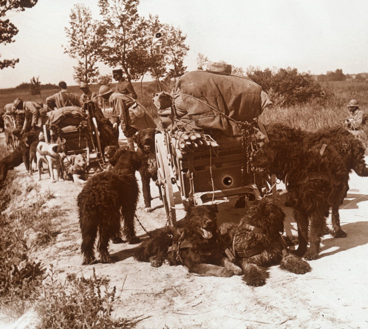 Tedarik köpekleri, c1914-c1918 by Unbekannt