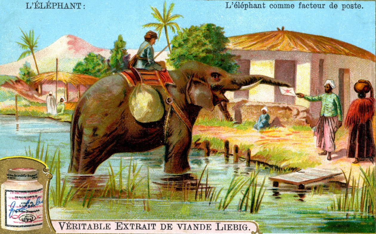 Postacı olarak Fil, c1900 by Unbekannt