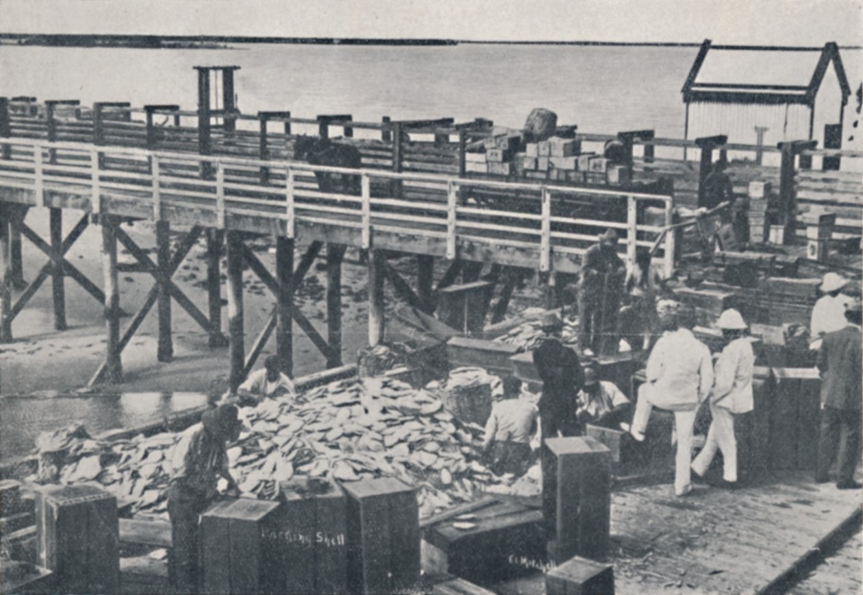 İnci Balıkçılık Endüstrisi - Paketleme Kabuğu, 1923. by Unbekannt