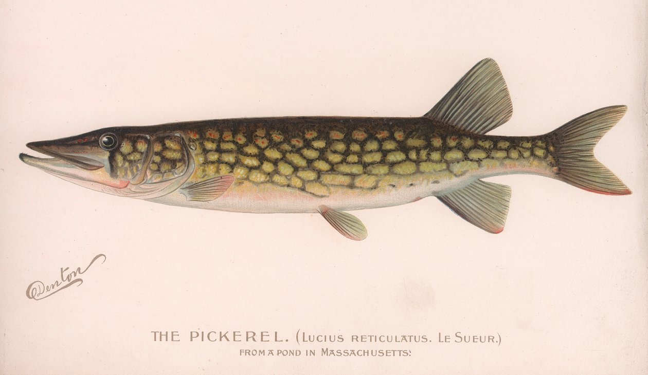 Pickerel Lucius Reticulatus. Le Sueur., c.1920