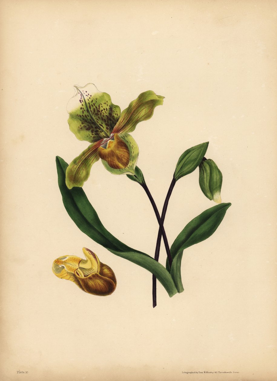 Asil Hanımın Terliği, Cypripedium reginae, Benzerlik by Unbekannt