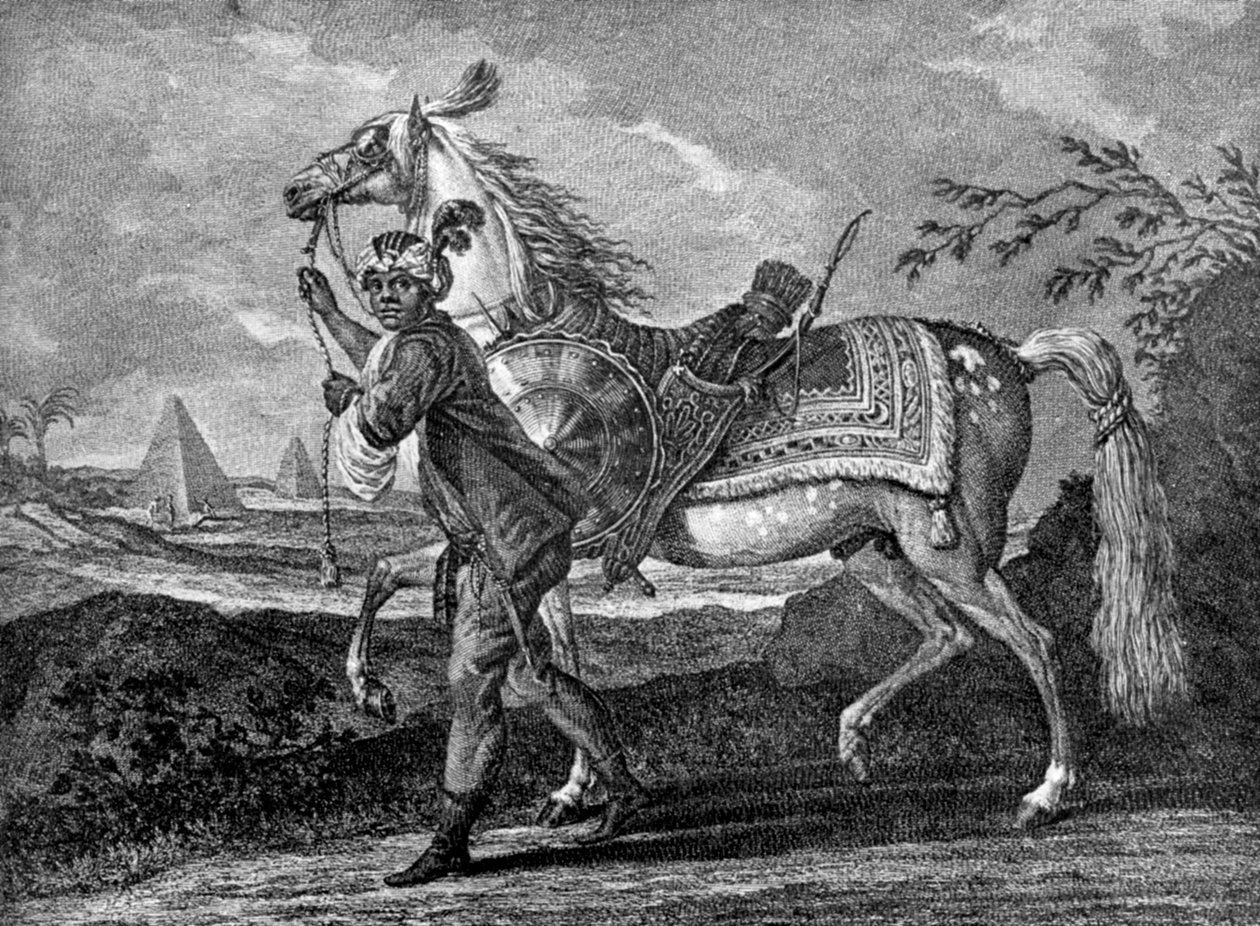 Türk Arap atı, 1722 1938 by Unbekannt