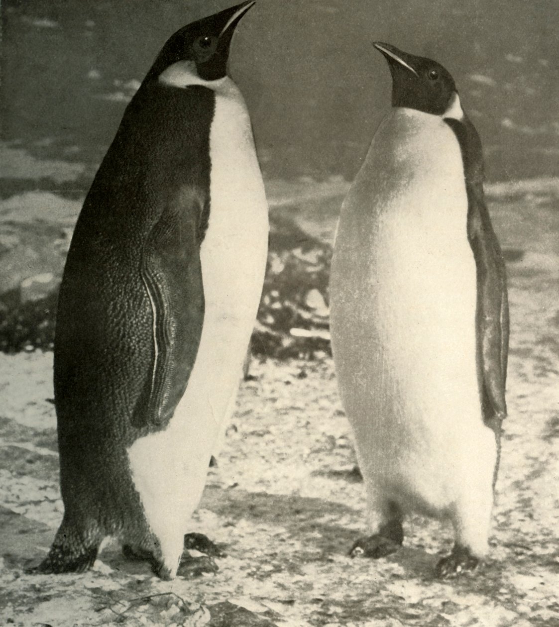 İki İmparator Penguen, c1908, 1909. by Unbekannt