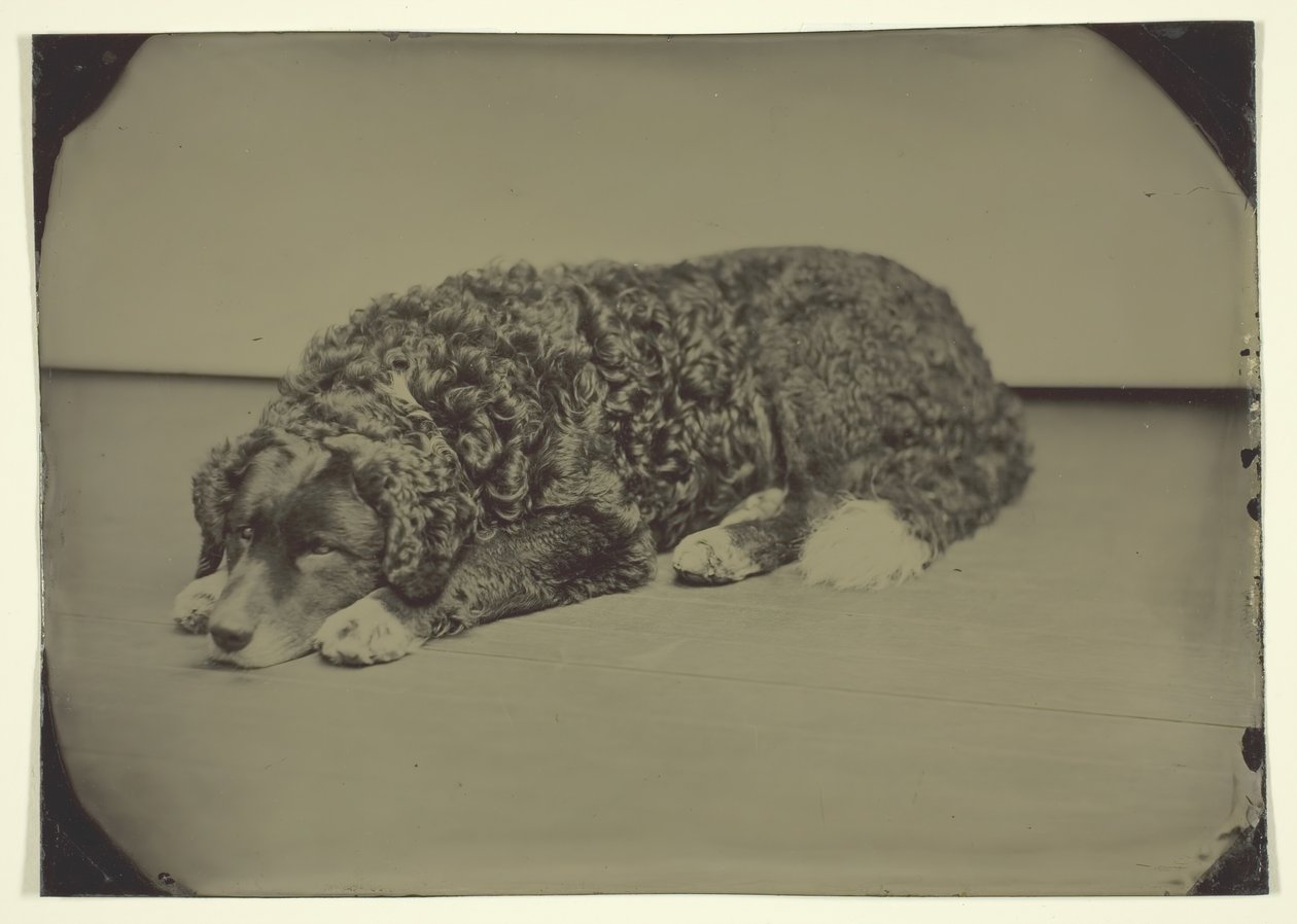 İsimsiz Köpek, 185099. by Unbekannt