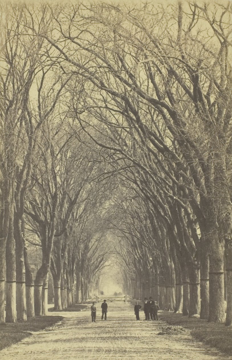 İsimsiz ağaçlar caddesi, 1840-1900. by Unbekannt