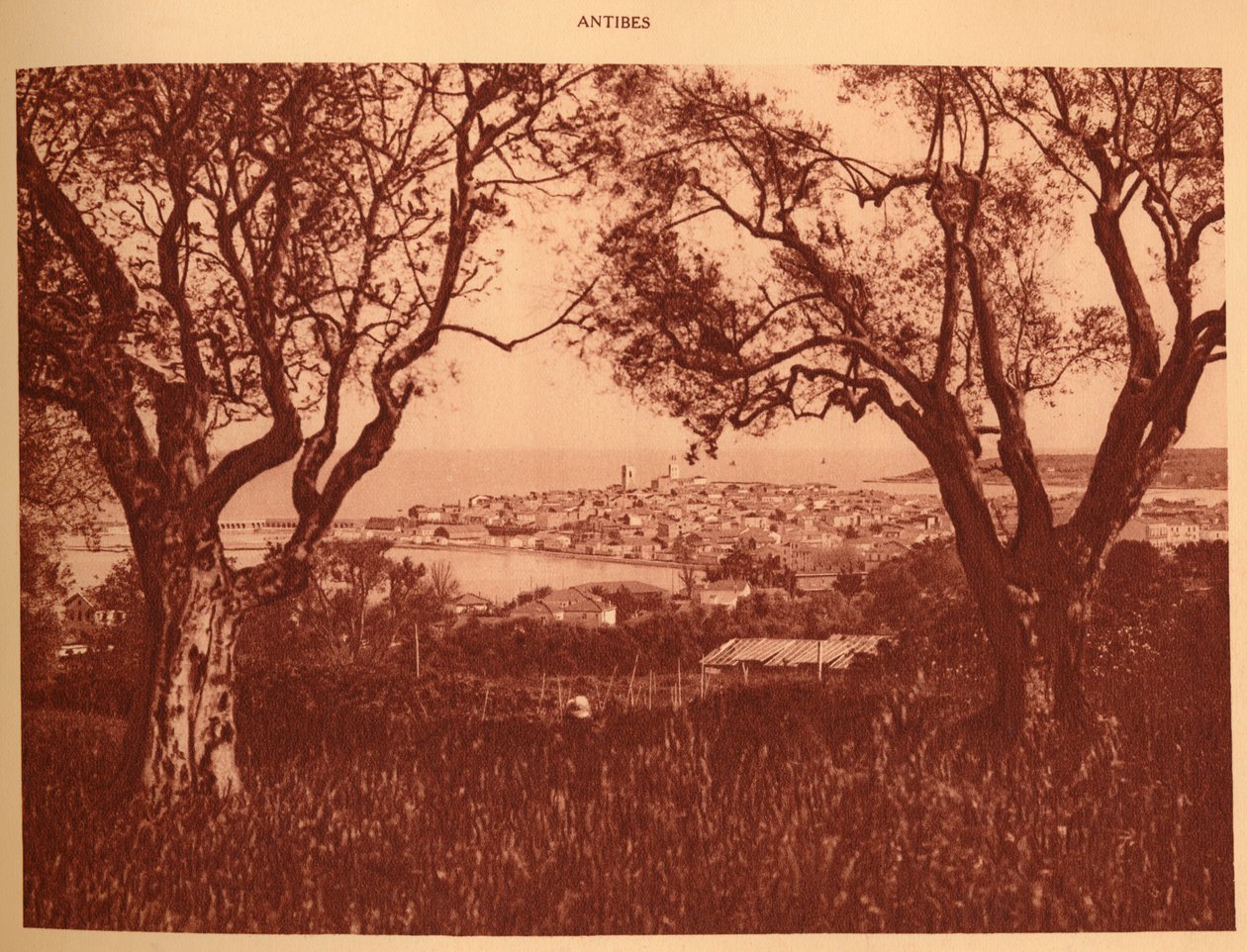 Zeytin ağaçlarının arasından Antibes