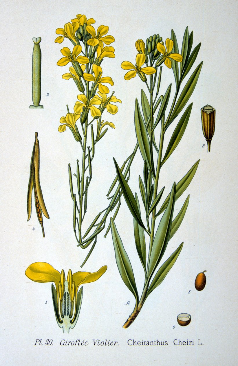 Duvar çiçeği, 1893 by Unbekannt