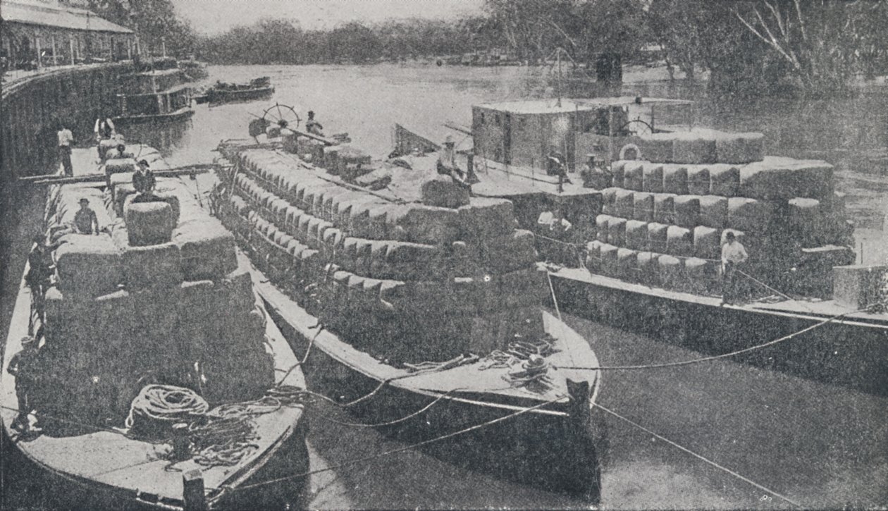 Murray Nehri