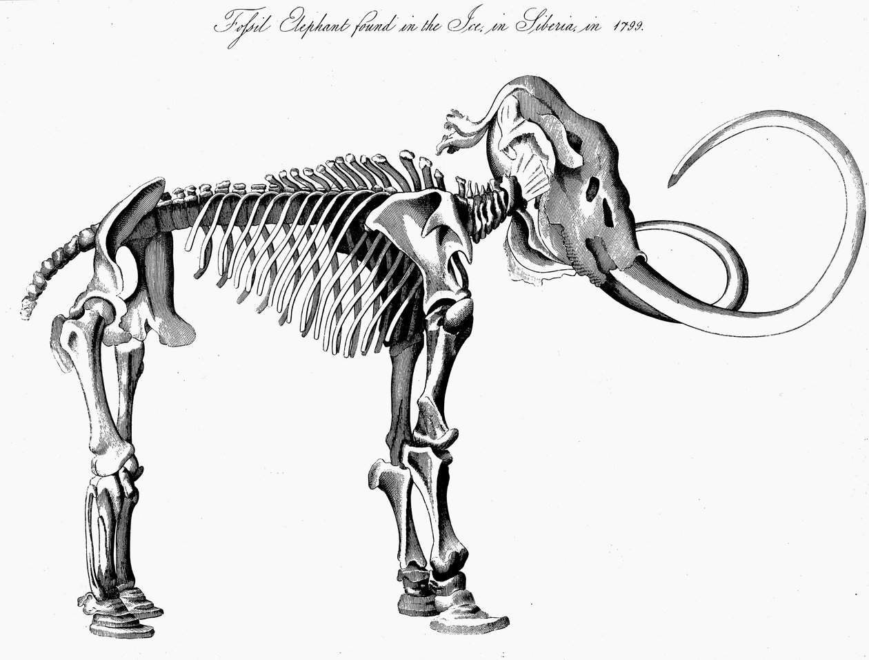 Yünlü mamut Mamutus iskeleti, 1830 by Unbekannt