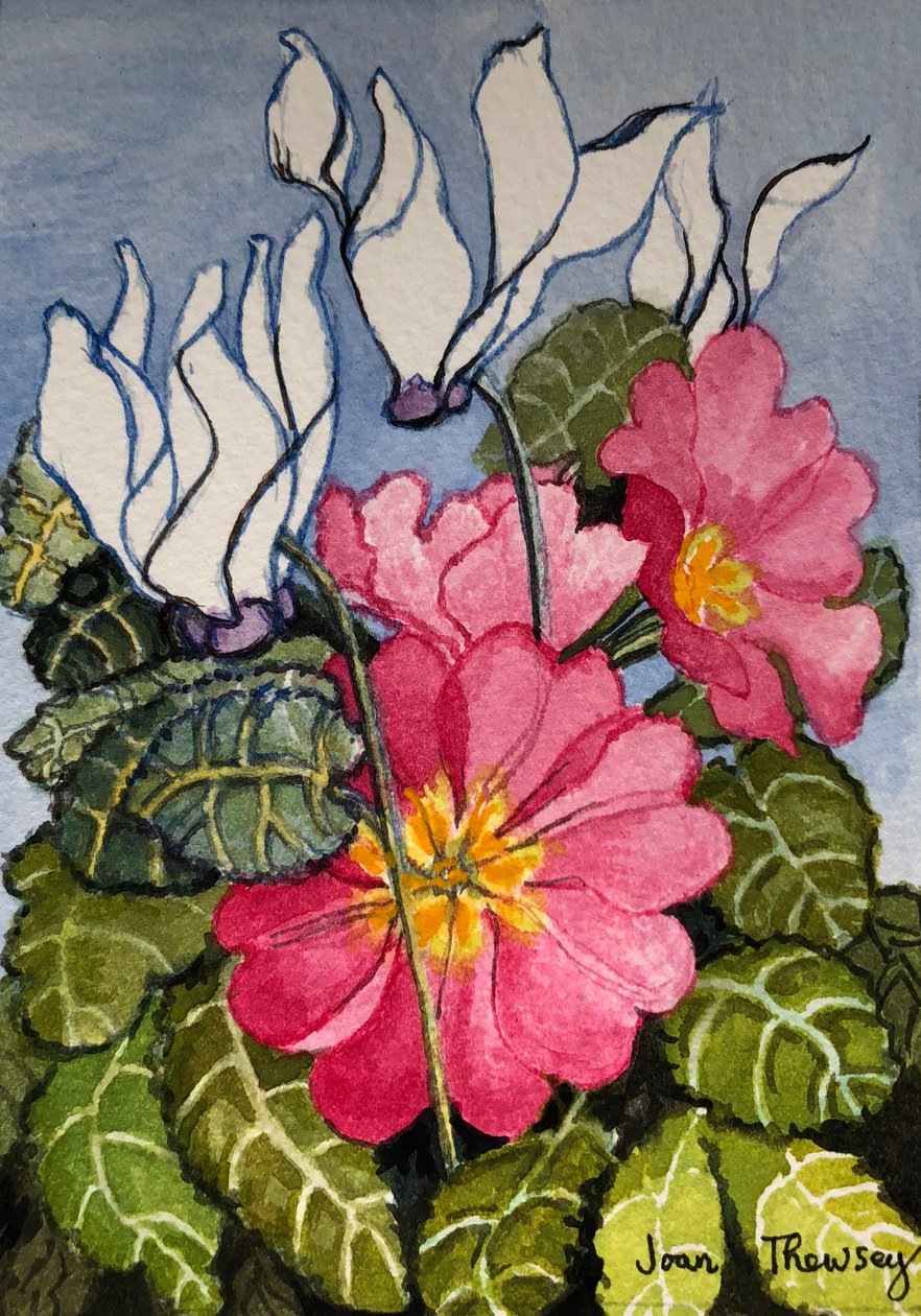 Siklamen ve Primrose, by Unbekannt Unbekannt
