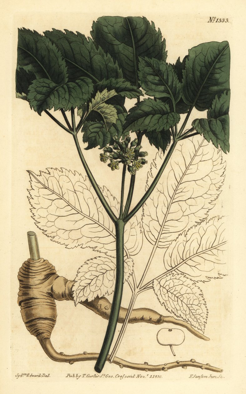 Amerikan ginsengi, Panax quinquefolius by Unbekannt