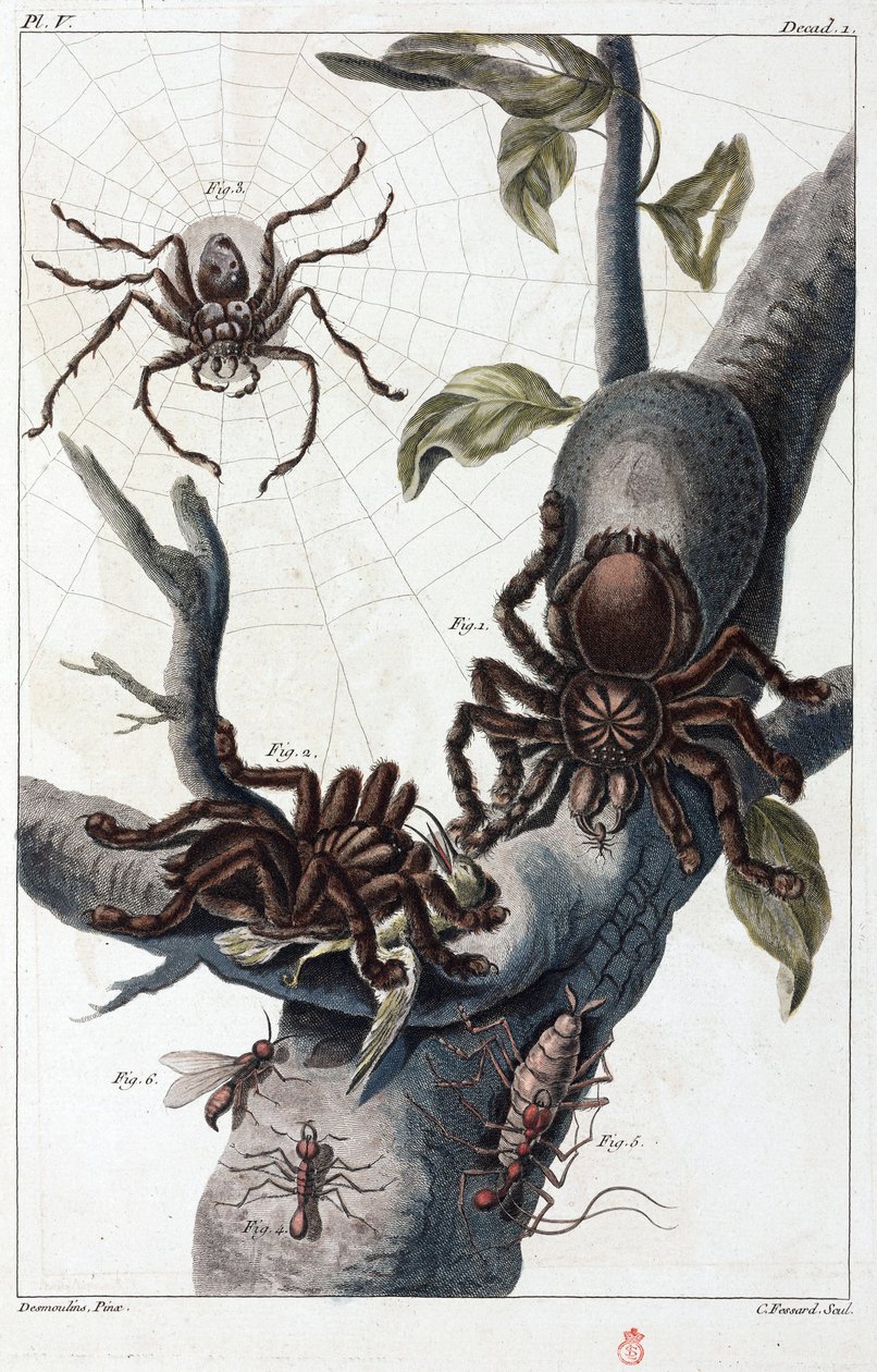 Surinam kuş yiyen örümcek ve tarantula by Unbekannt