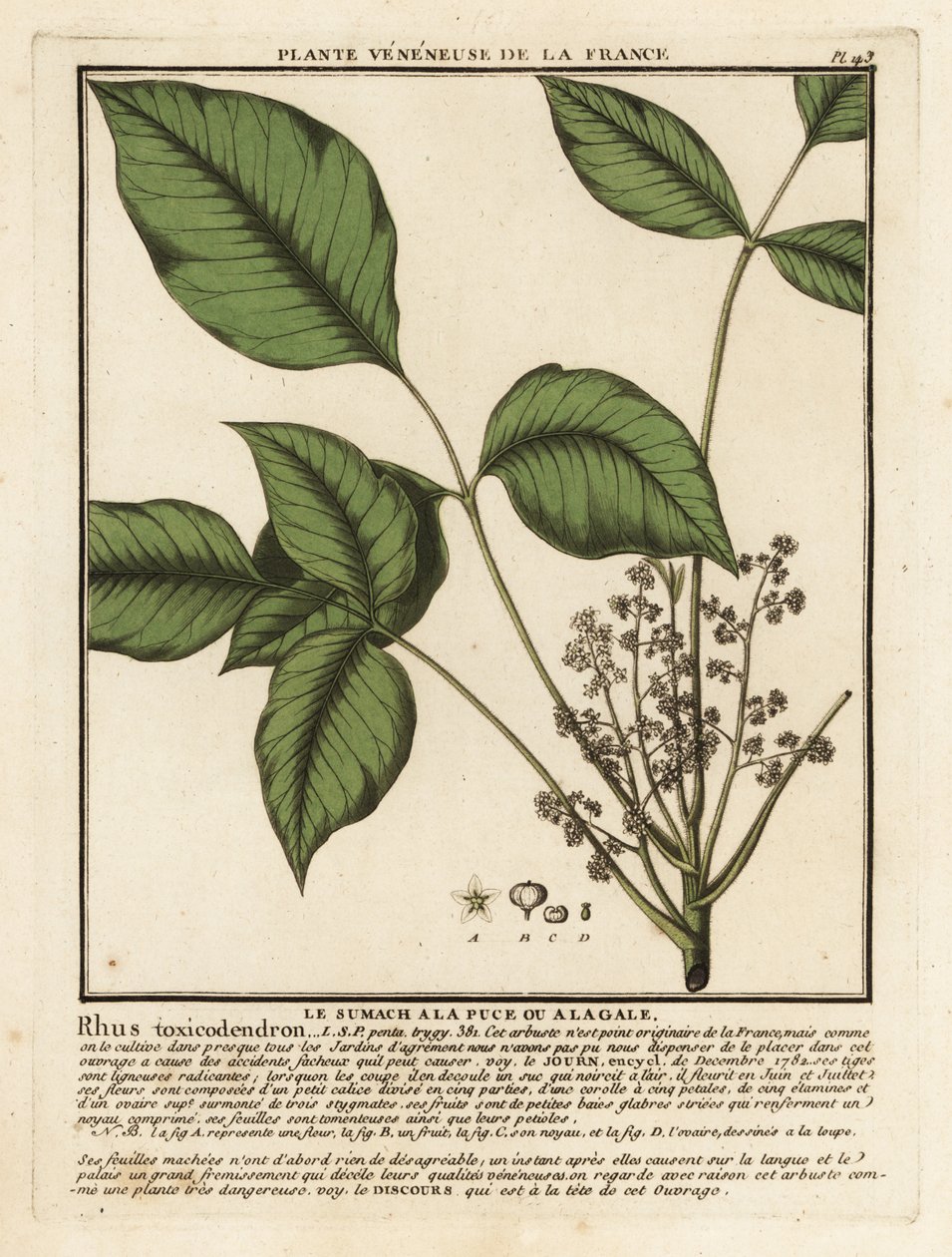 Atlantik zehirli meşe, Toxicodendron pubescens. by Unbekannter Künstler