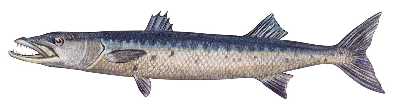 Barracuda - Büyük barracuda (Sphyraena barracuda) by Unbekannter Künstler