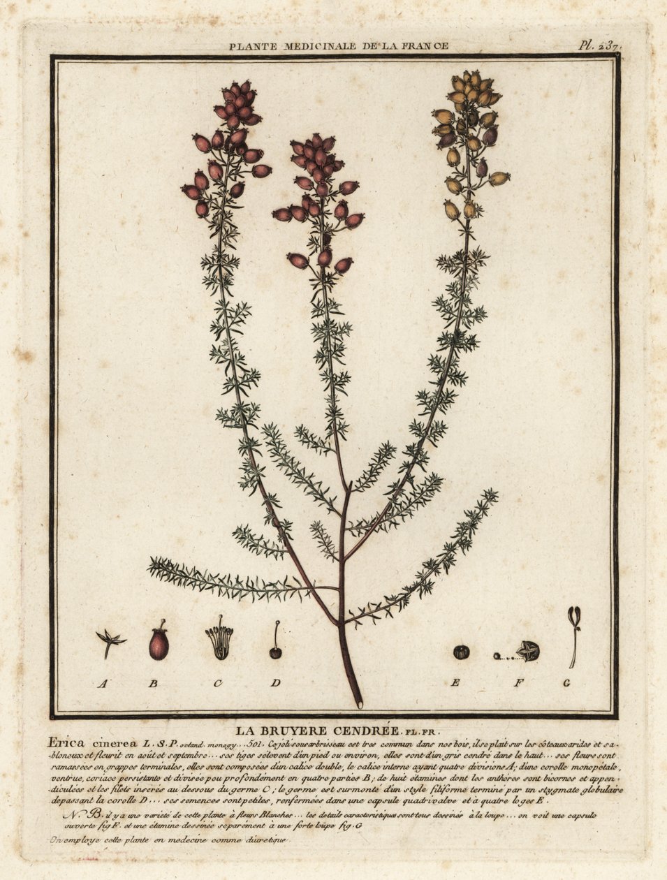 Çan funda, Erica cinerea. by Unbekannter Künstler