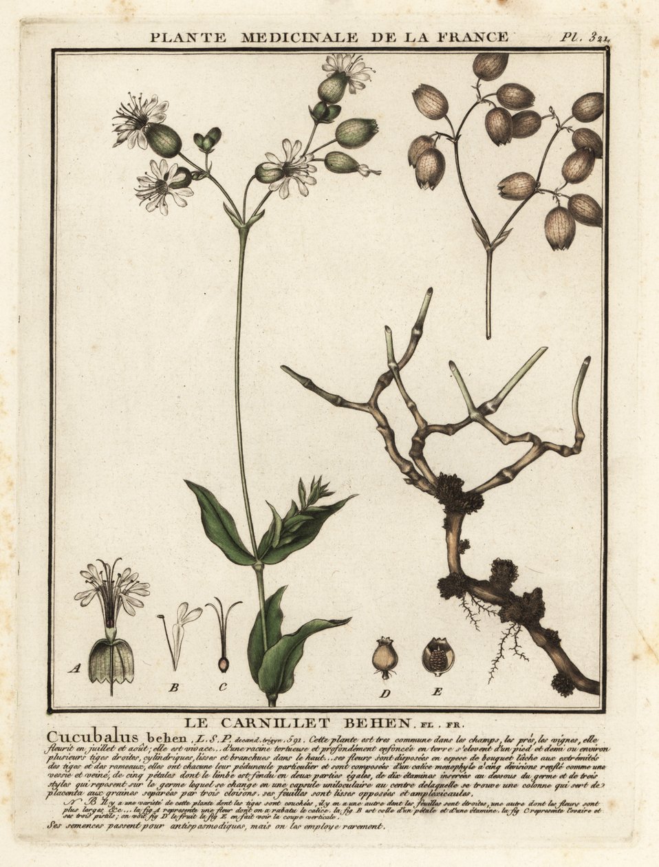 Mesane kampı, Silene vulgaris. by Unbekannter Künstler