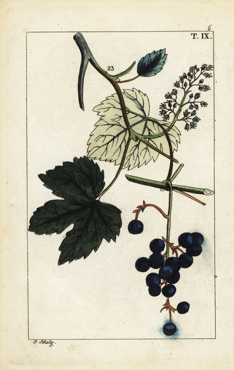Asmadaki mavi üzüm, Vitis vinifera. by Unbekannter Künstler