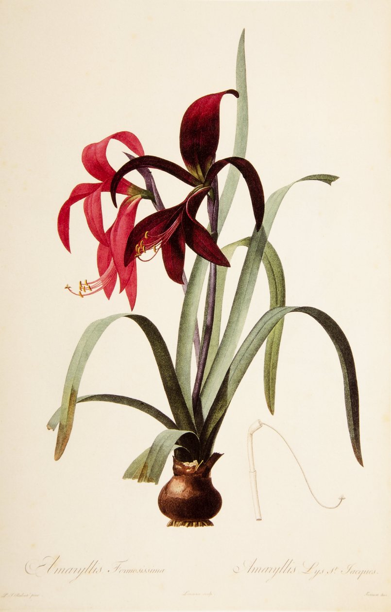 Botanik İllüstrasyon/Redoubt/Sprekelia formosissima/Saint James Lily/Jacobean Lily by William M. Timlin