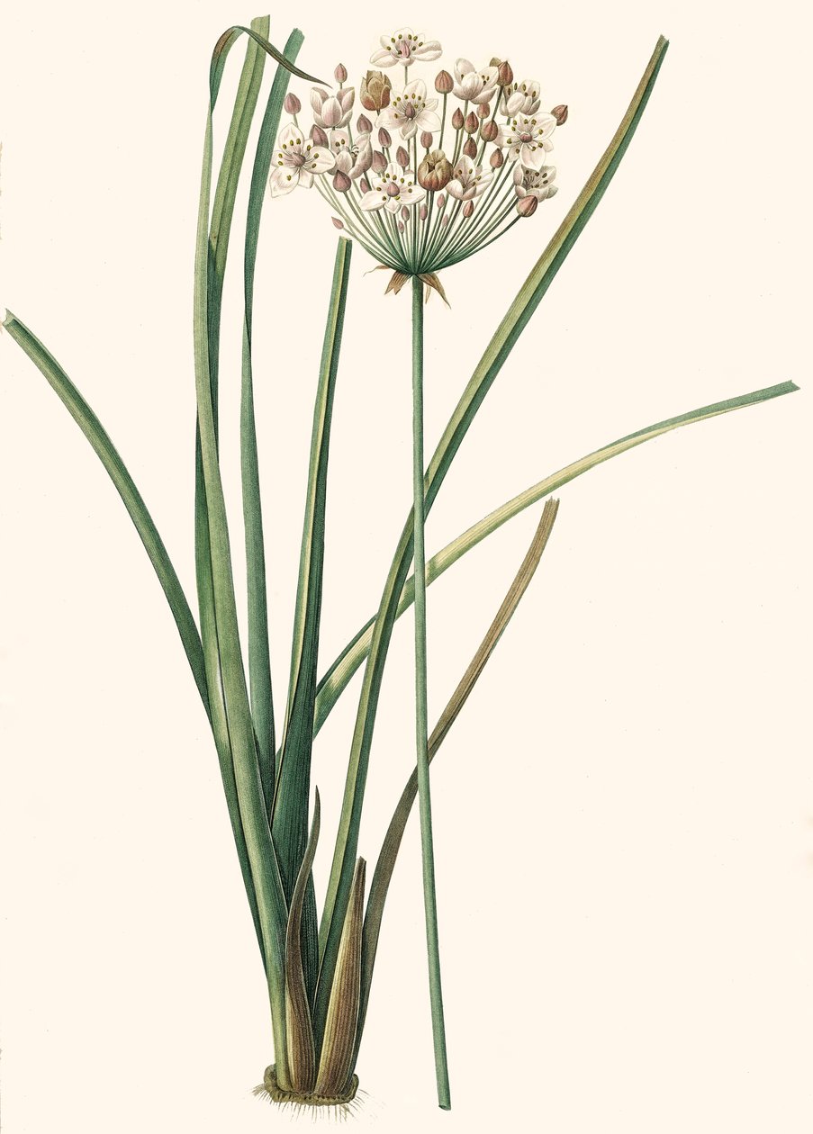Botanik İllüstrasyon/Rdoute/Butomus umbellatus/Umbelly Butome/Çiçek Bilekliği by Unbekannt
