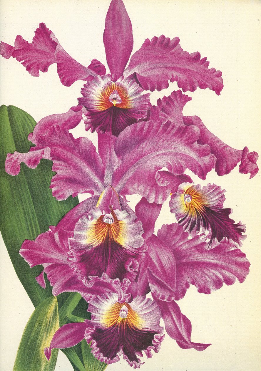 Botanik kurulu/Cattleya labiata var. Perfecta/Lindenia by Unbekannt