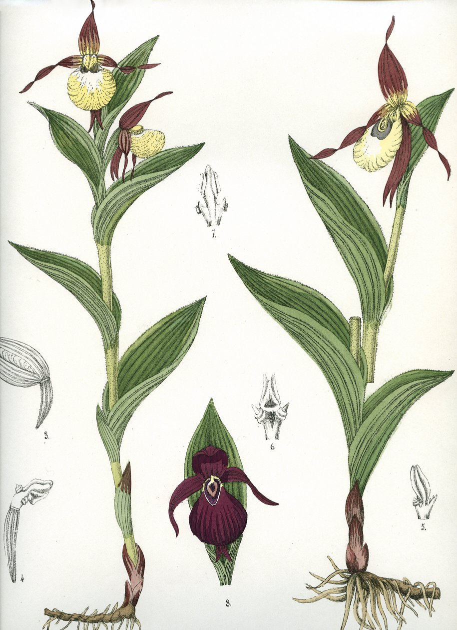 Botanik kurulu/Cypripedium calceolus/Venüs