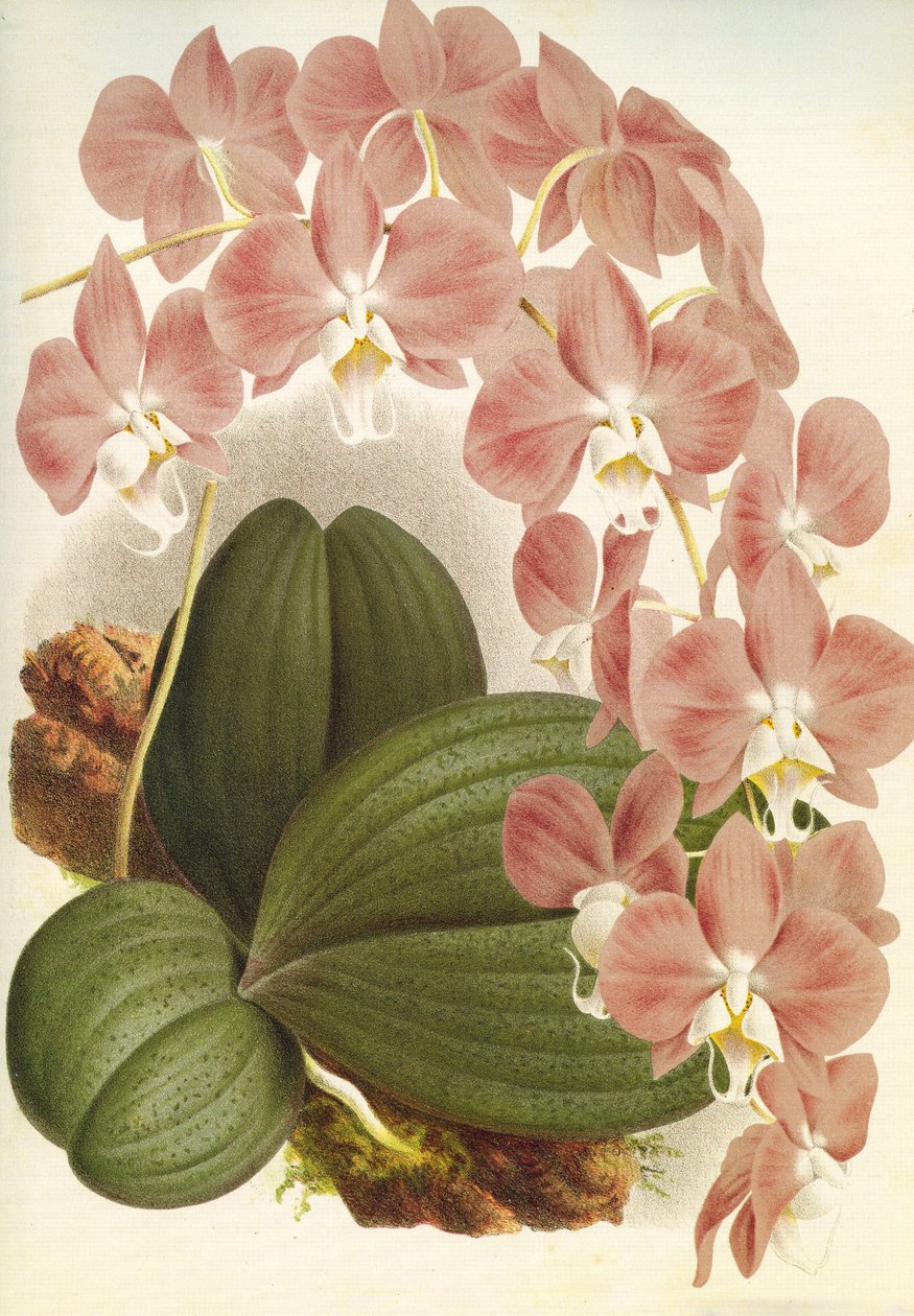 Botanik kurulu/Phalaenopsis sanderiana/Lindenia by Unbekannt